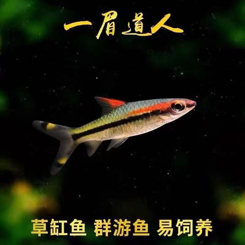 【顺丰包邮】一眉道人鱼灯鱼黑尾草缸群游观赏鱼鱼小鱼鱼观赏鱼