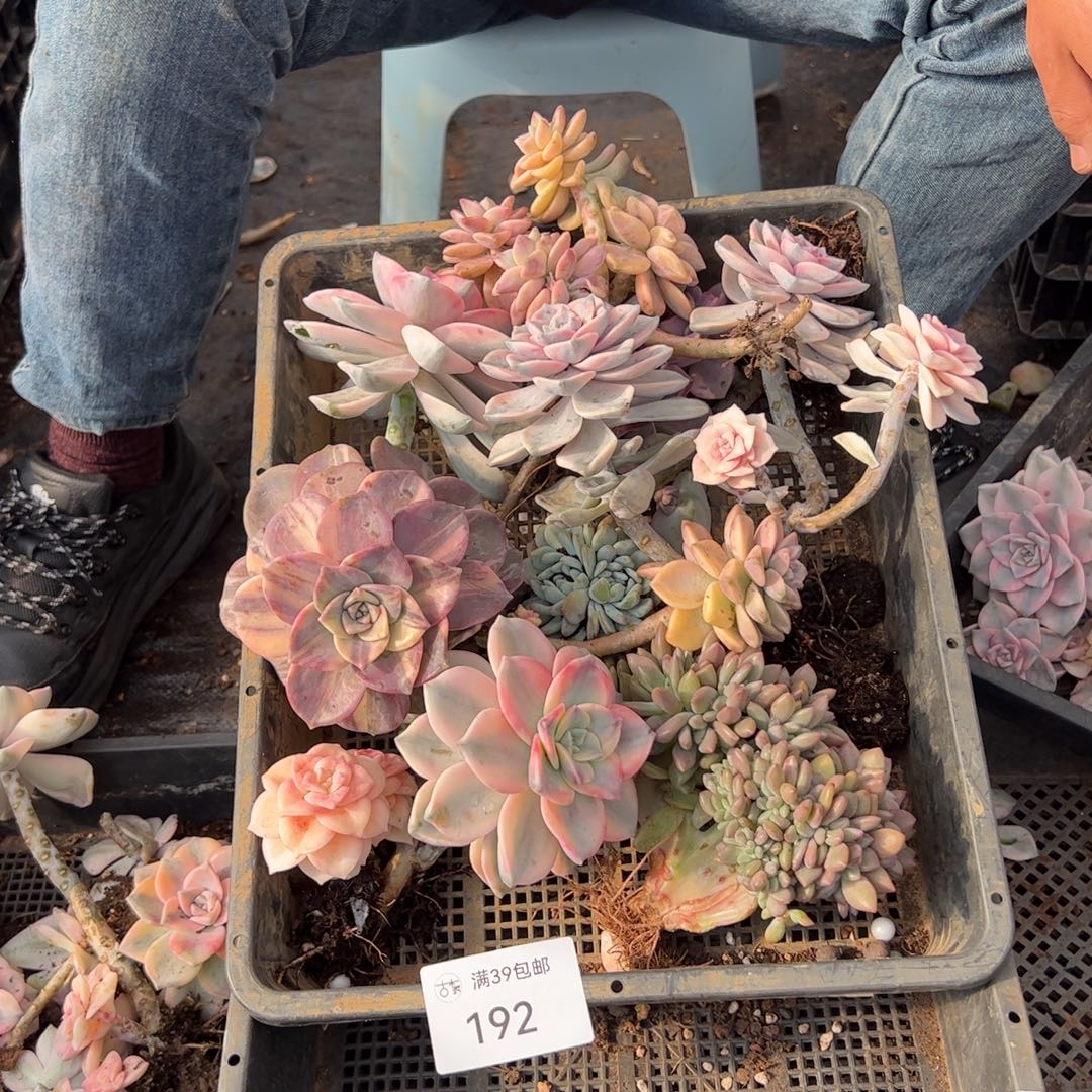 192紫乐锦老桩多肉植物