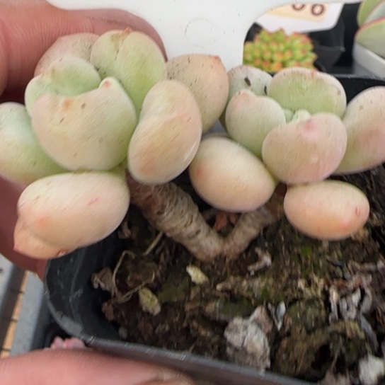 109比尔盖茨多肉满18包邮