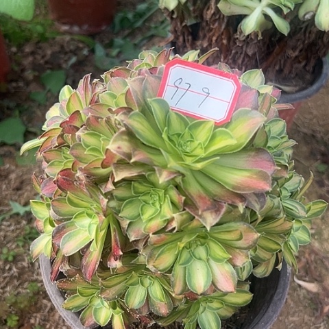 多肉韶华97不包断枝