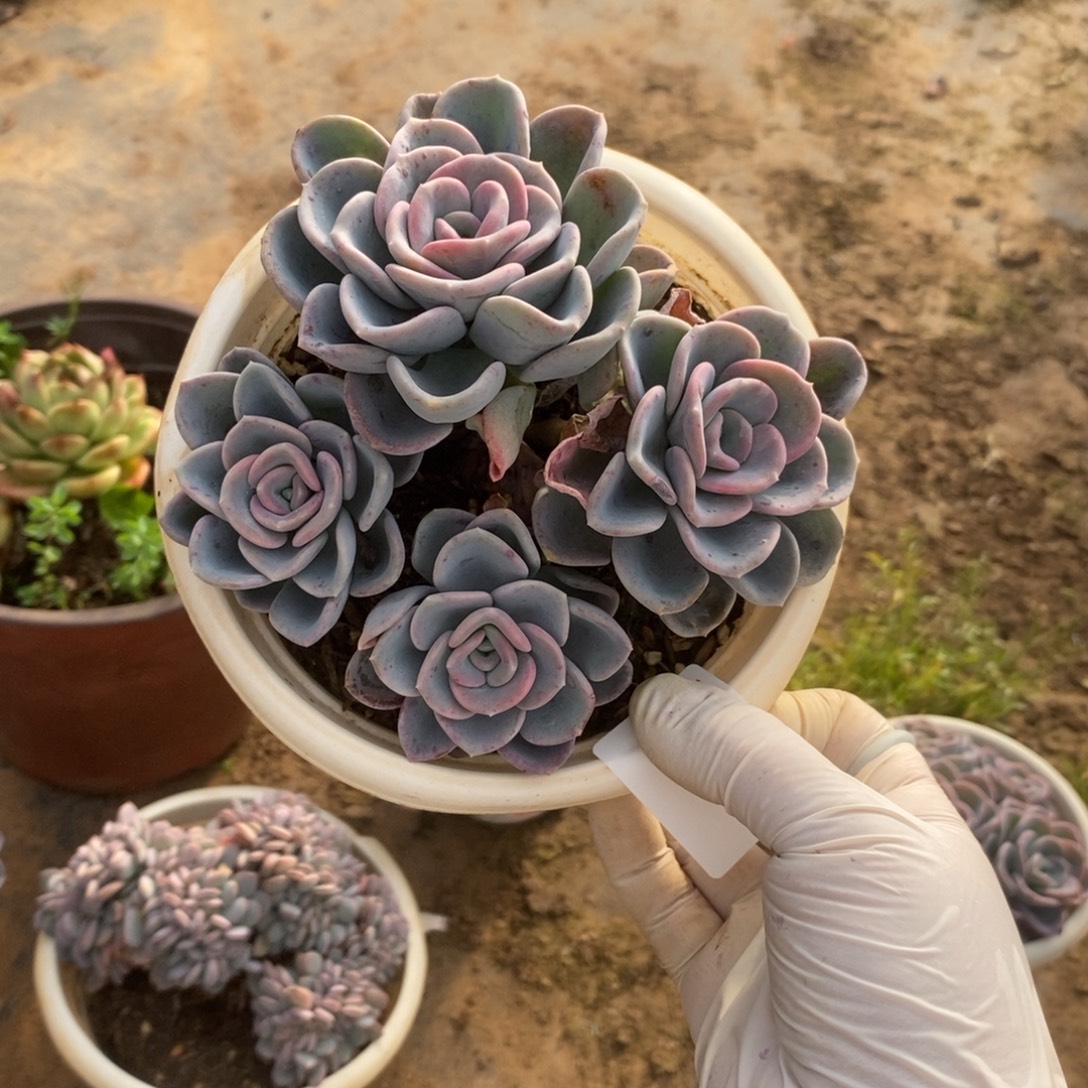 5169美尻多头一物一拍