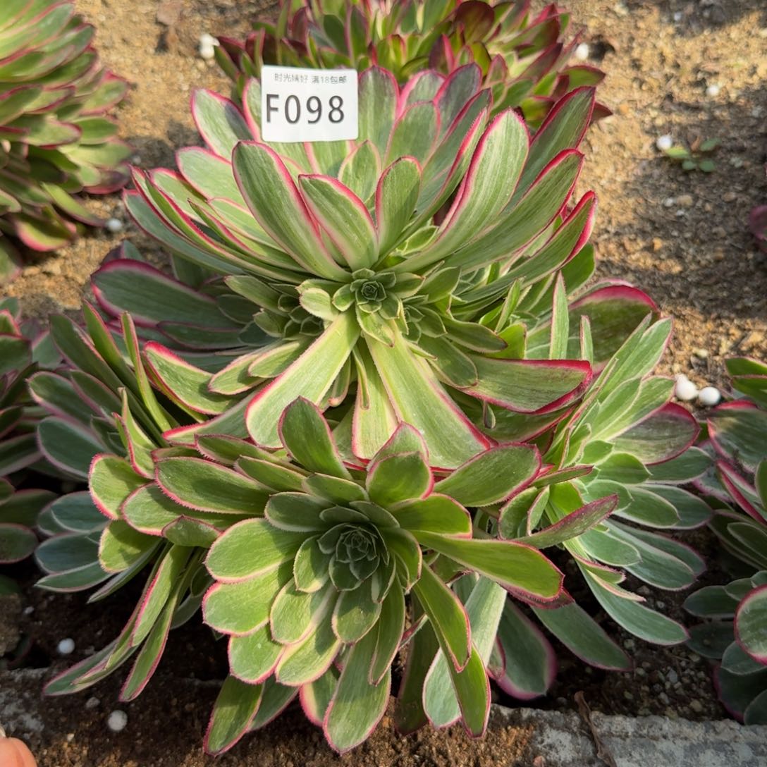 098孔雀翎。 多肉植物