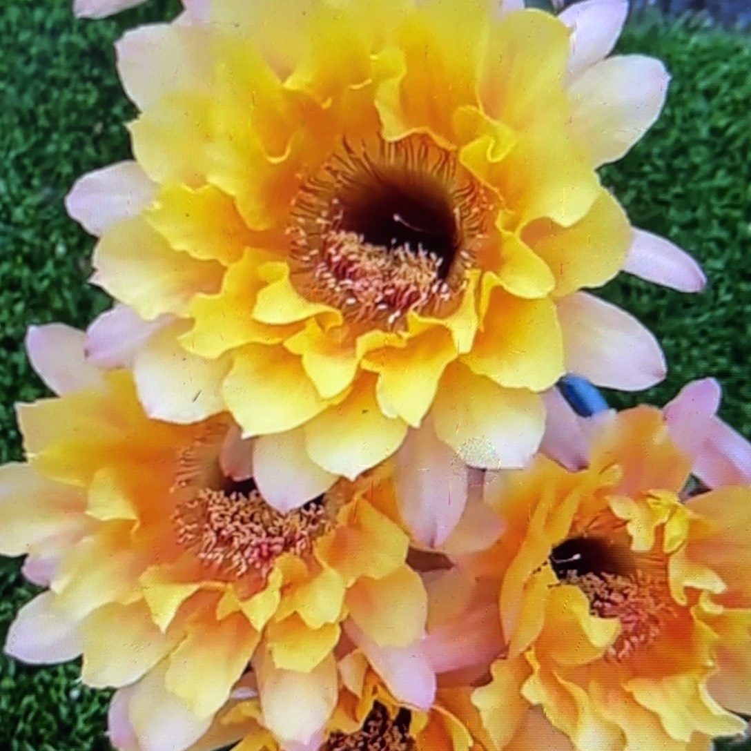 黄秀彩侧牙20包邮36