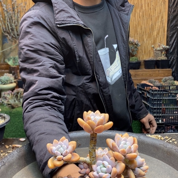 ****࿐692 号洛神多肉植物