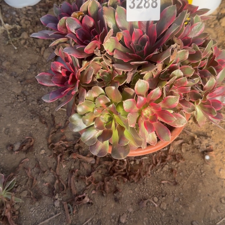 3288浣纱清棚处理不包断枝