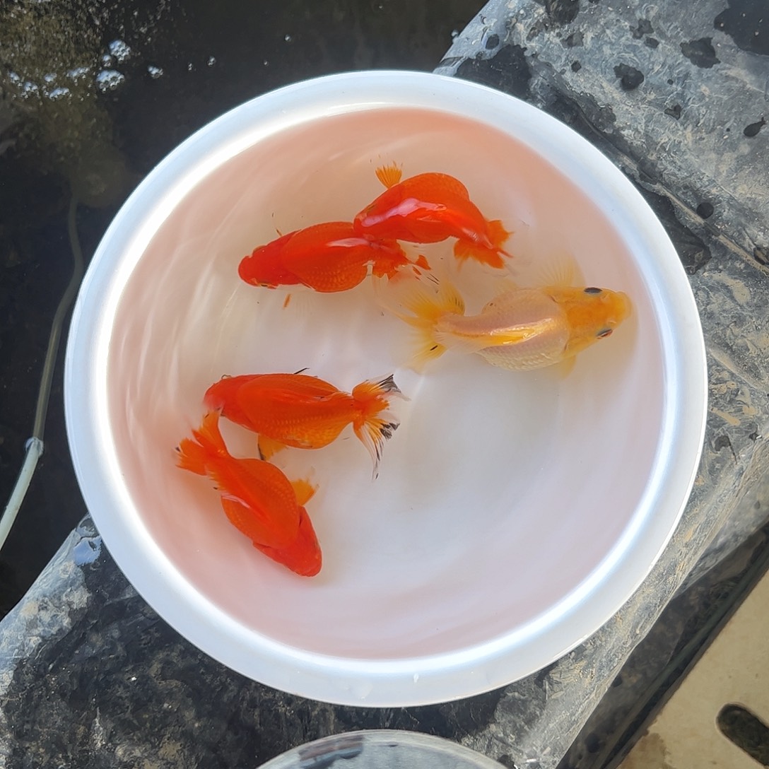 泡****海水鱼1111111111111