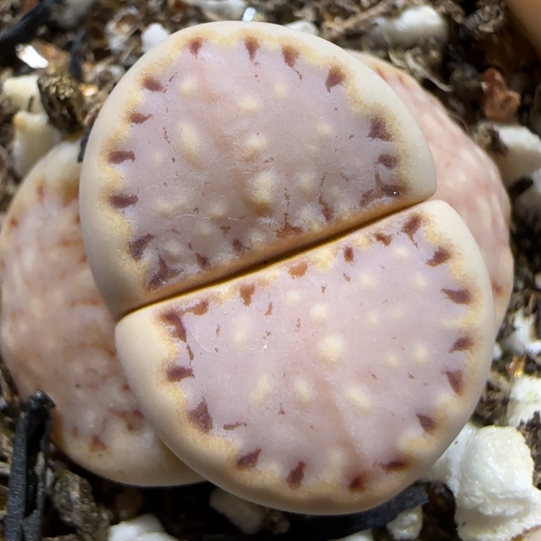 3.27 辛然园艺 k饼 7011 芝麻小饼干