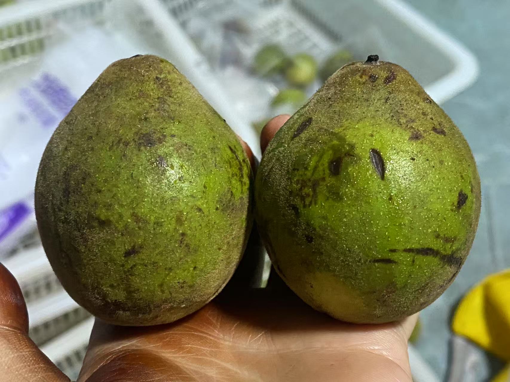 文玩核桃霸王龙青皮不退不换随机一对