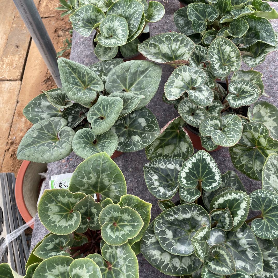 二代迷你仙客来带花苞发货拍一发二特价商品只包开箱不包售后