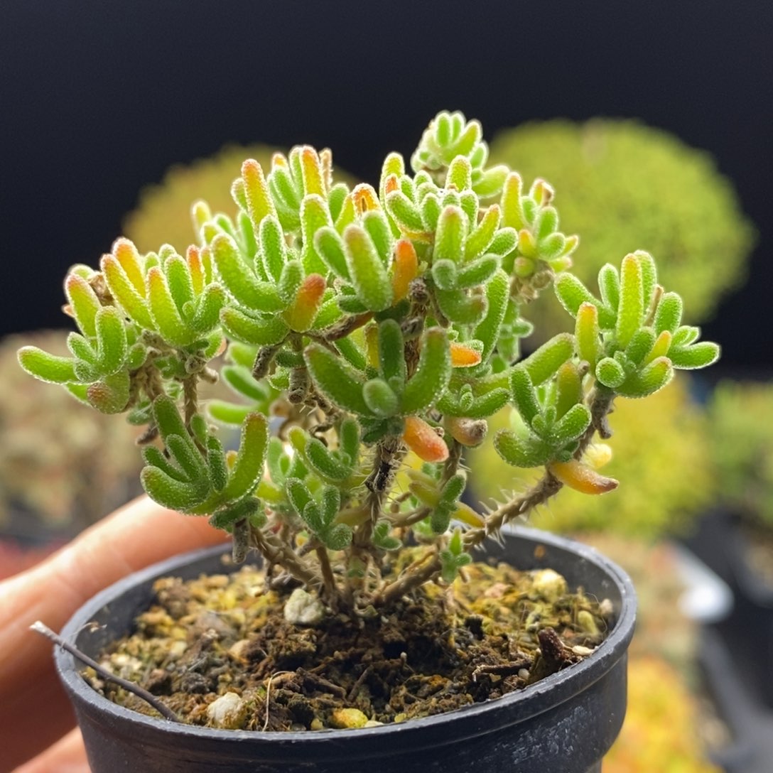 010冰川。           枝干