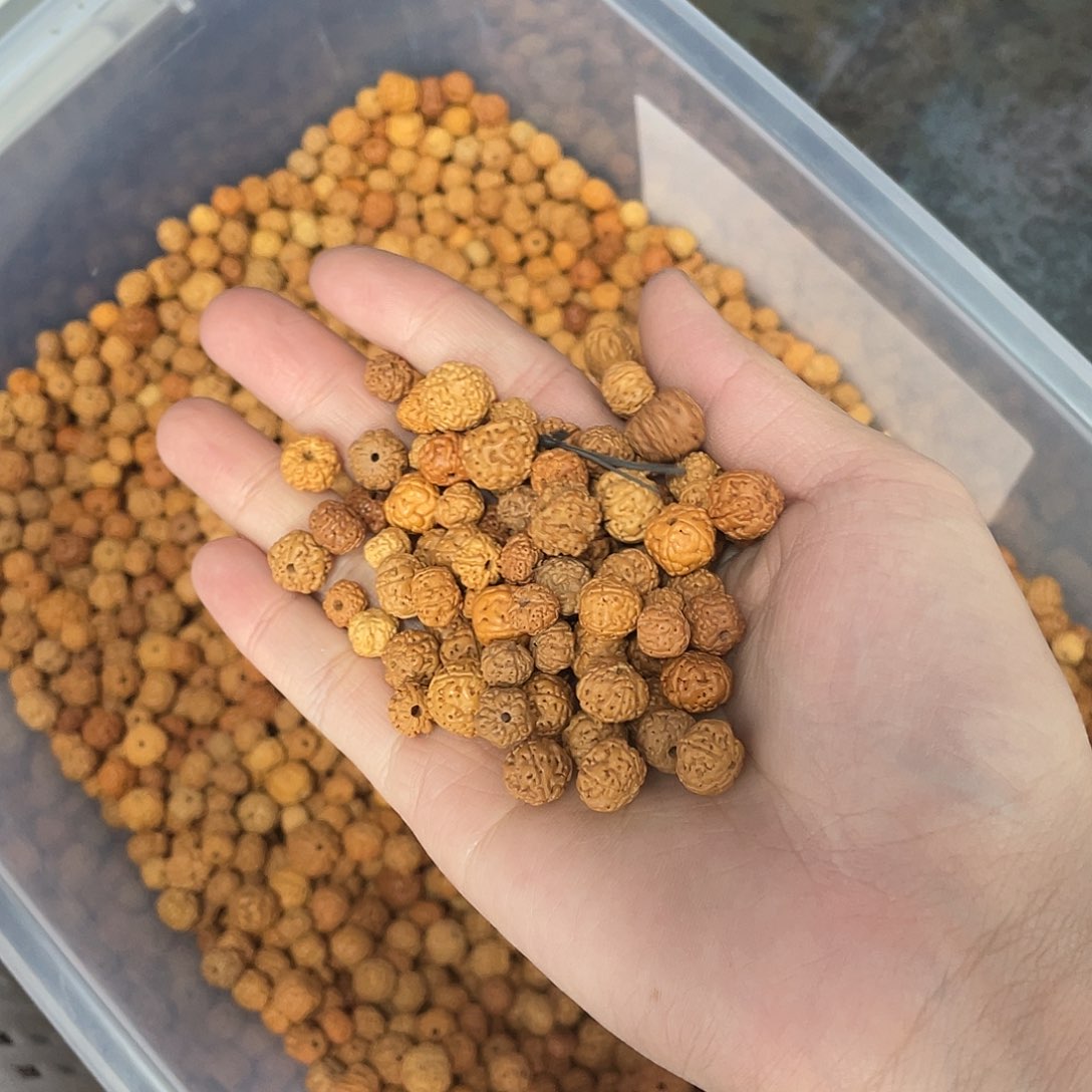 白玉菩提吊坠z12-13mm 150瑕不售后