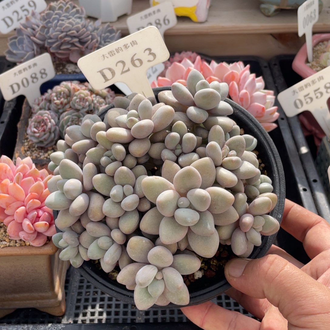 263蜜多丽不带盆15厘米