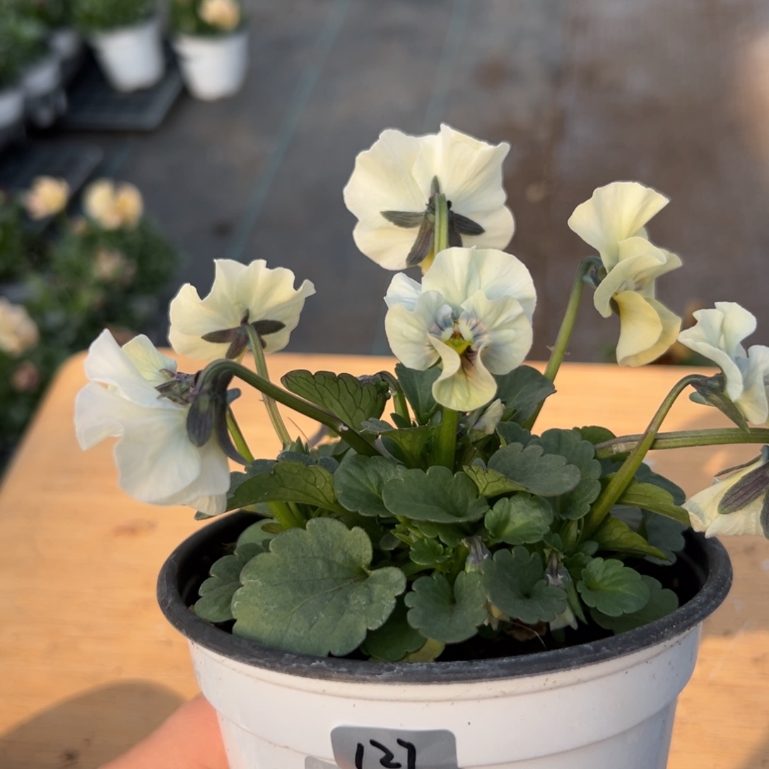 红陶抖音直播闪拍127