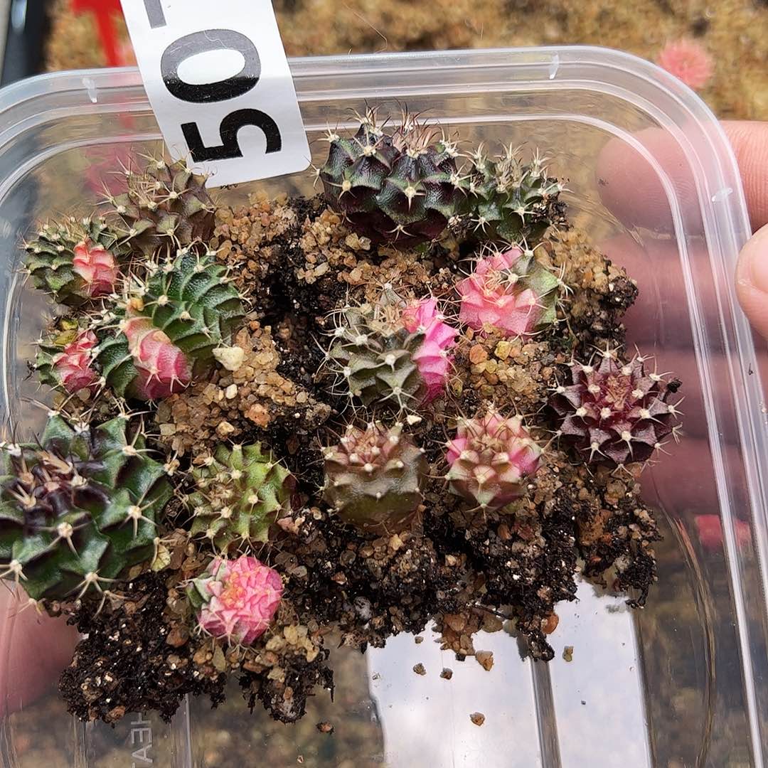 当前无花朵，栽培后可花朵507