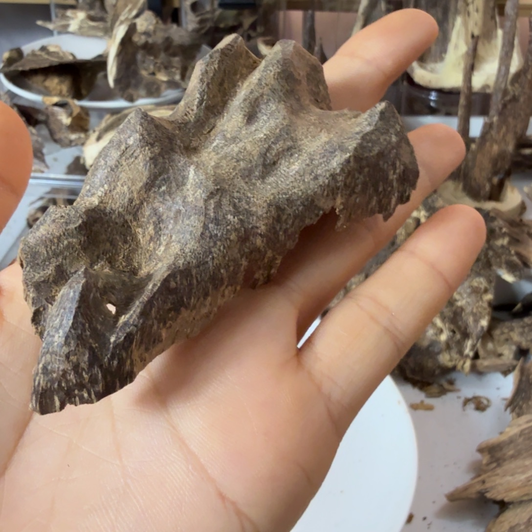 沉香沉香碎屑芽庄包壳7克