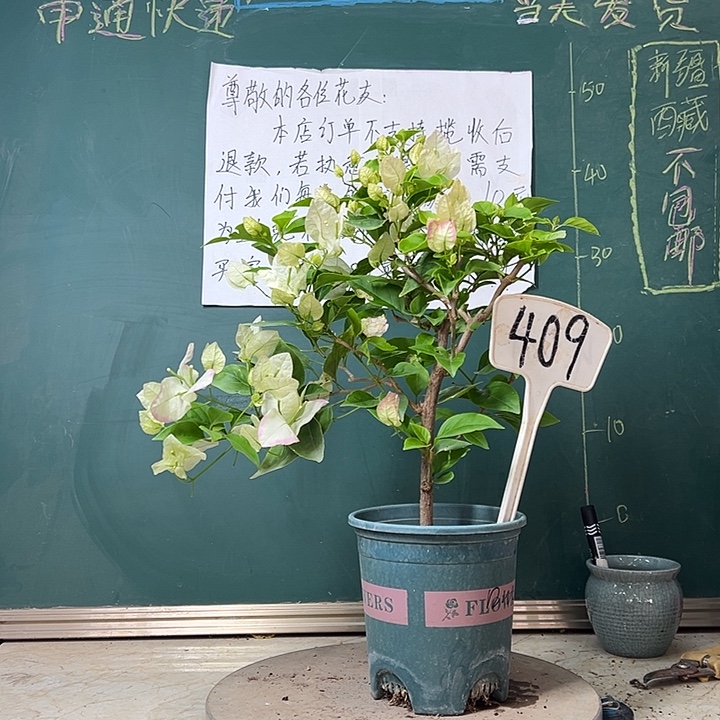 完全开放口红409   