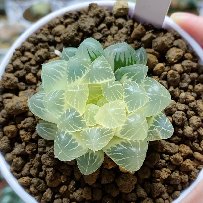 【闪购商品】17糊斑实生玉露锦