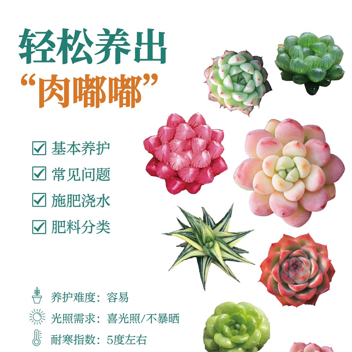 糖心梦露多肉植物