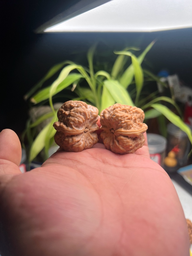 金蝉蛤蟆头文玩核桃