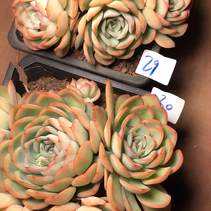 哩*哩29/30/////////