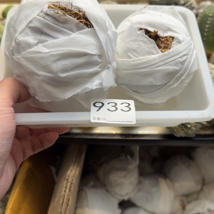 兜星球仙人球933号