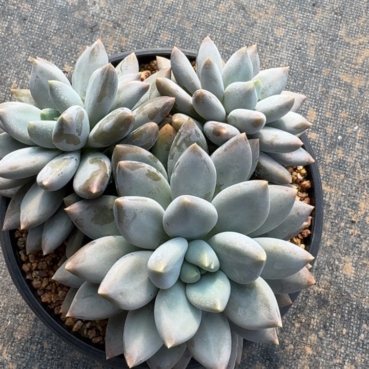 多肉植物哥特萝莉