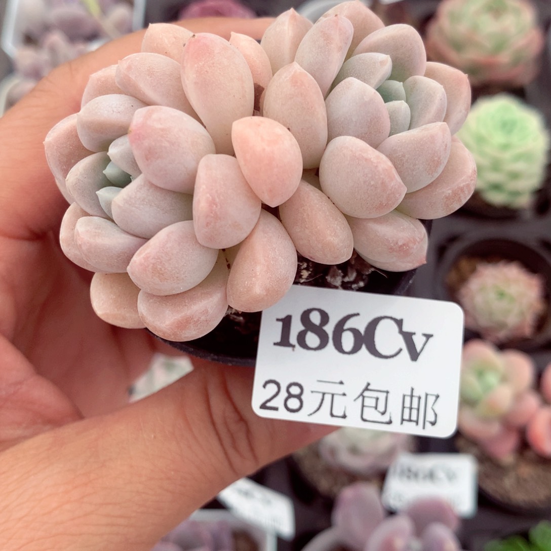 五厘米盆精控多肉186