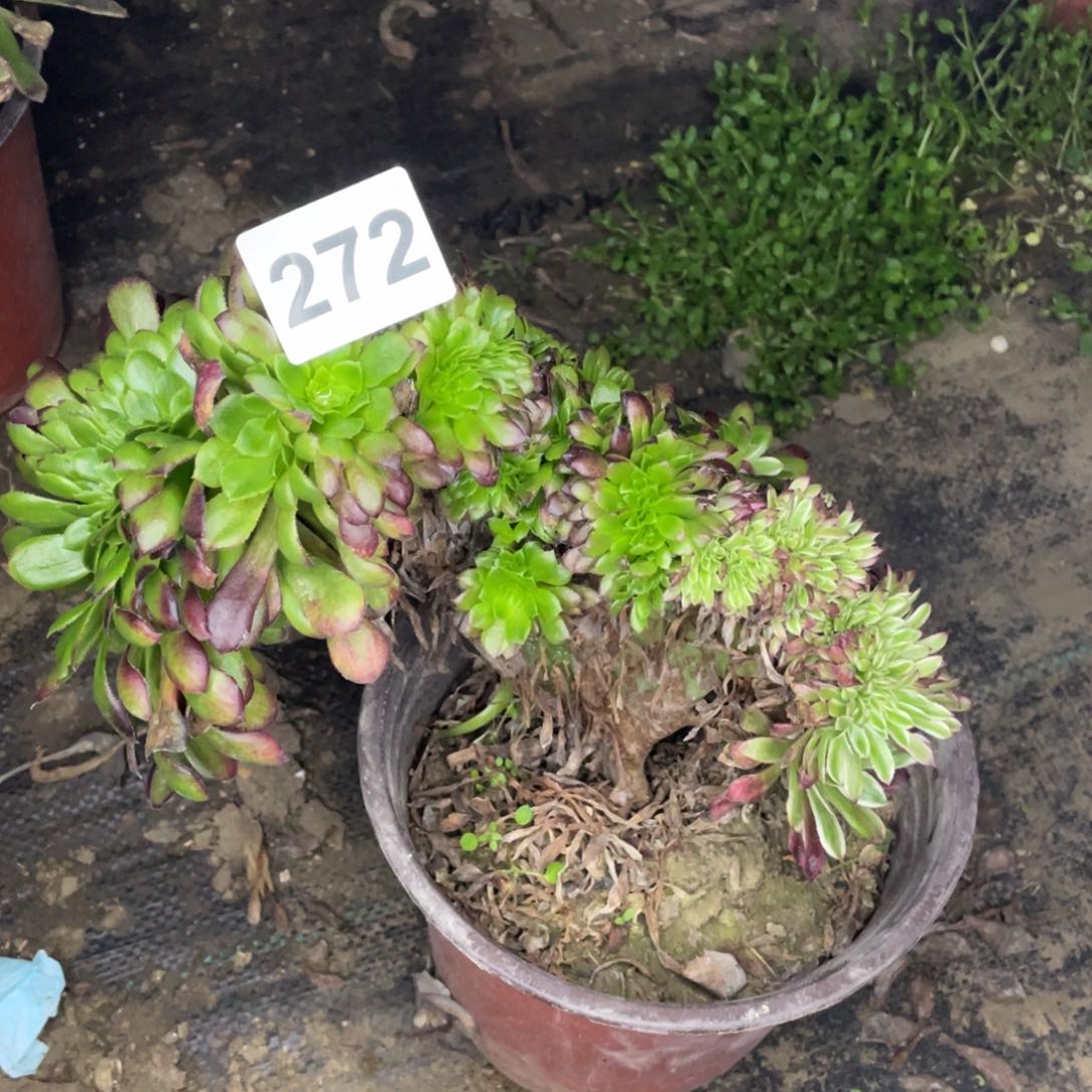 272号云彩阴阳脸