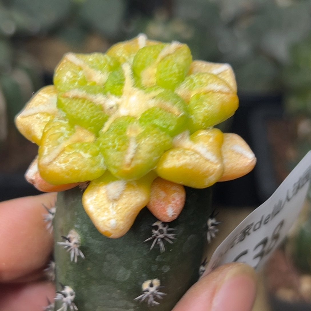 简***单638 仙人球的比赛