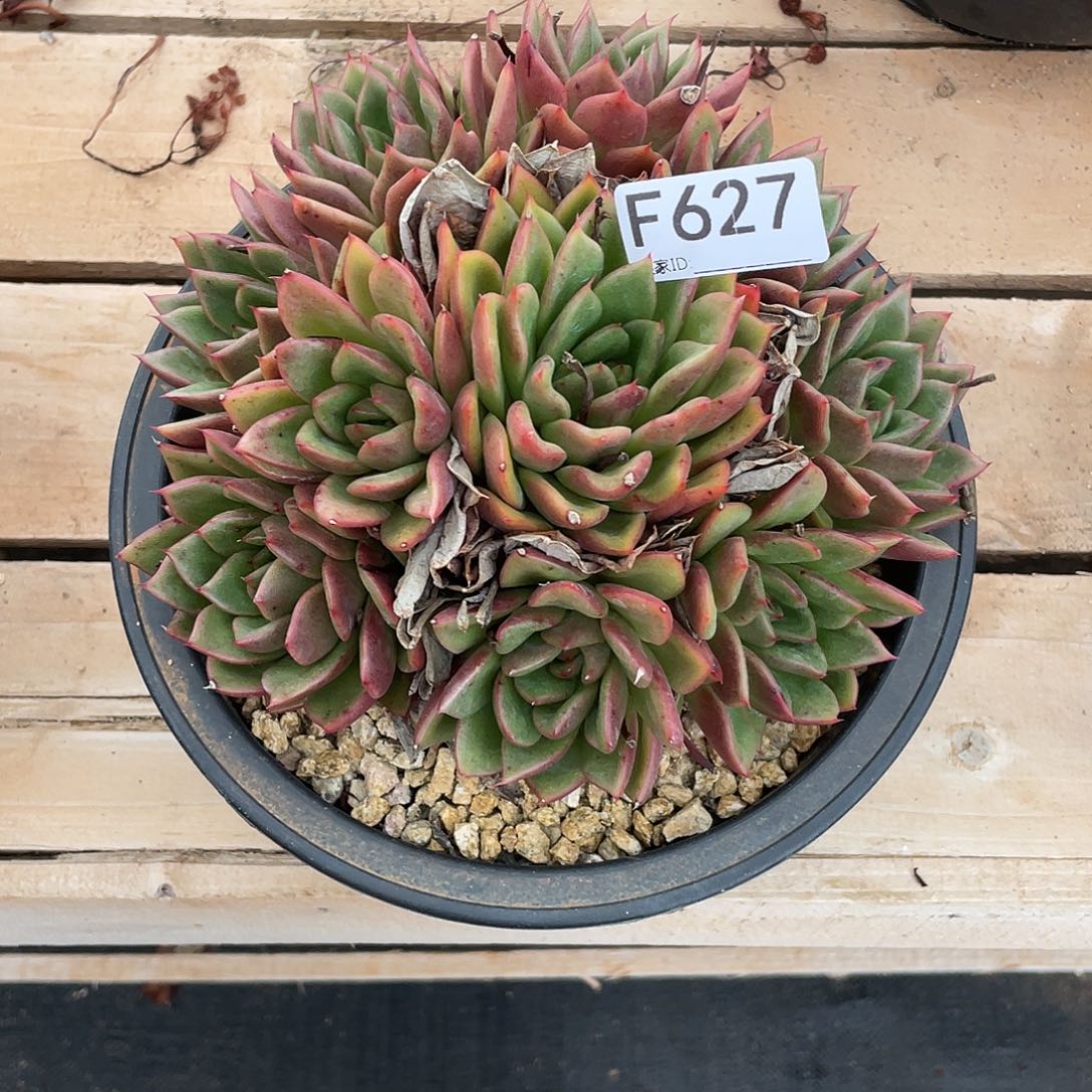 若如东云多肉单拍F627