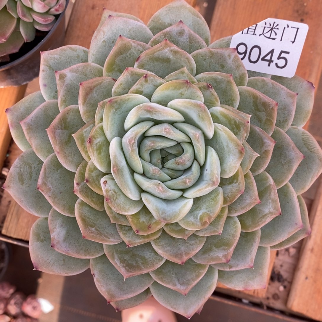 橙***子杂交精品多肉9045~13厘米