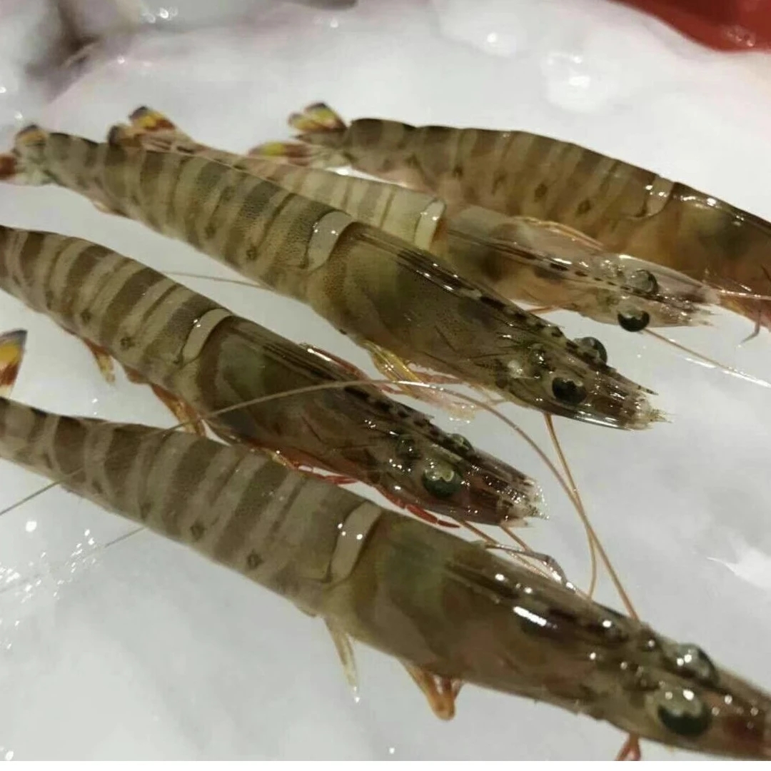 鲜活基尾虾102元3斤（活虾离水容易缺氧，保鲜不保活）