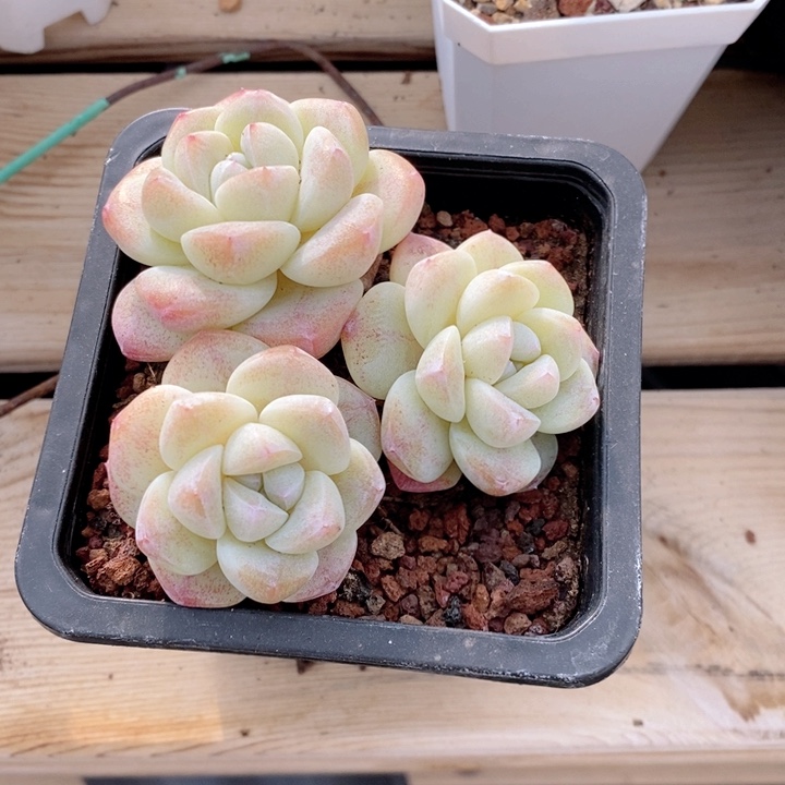 冰玉 韩货精品666