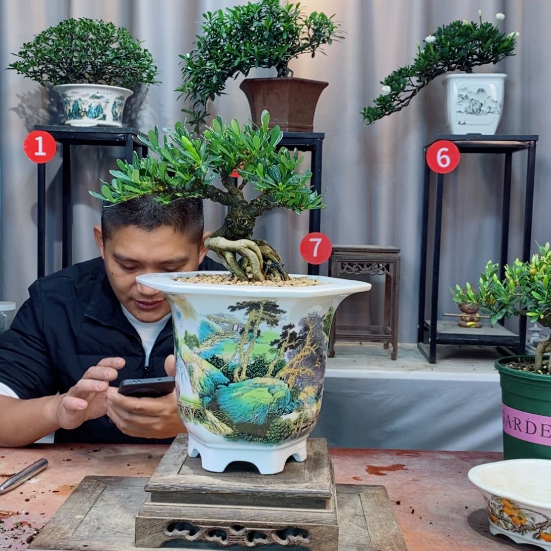 无花朵栀子花开了