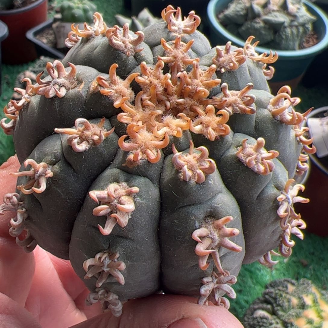 猫爪仙人球开花625
