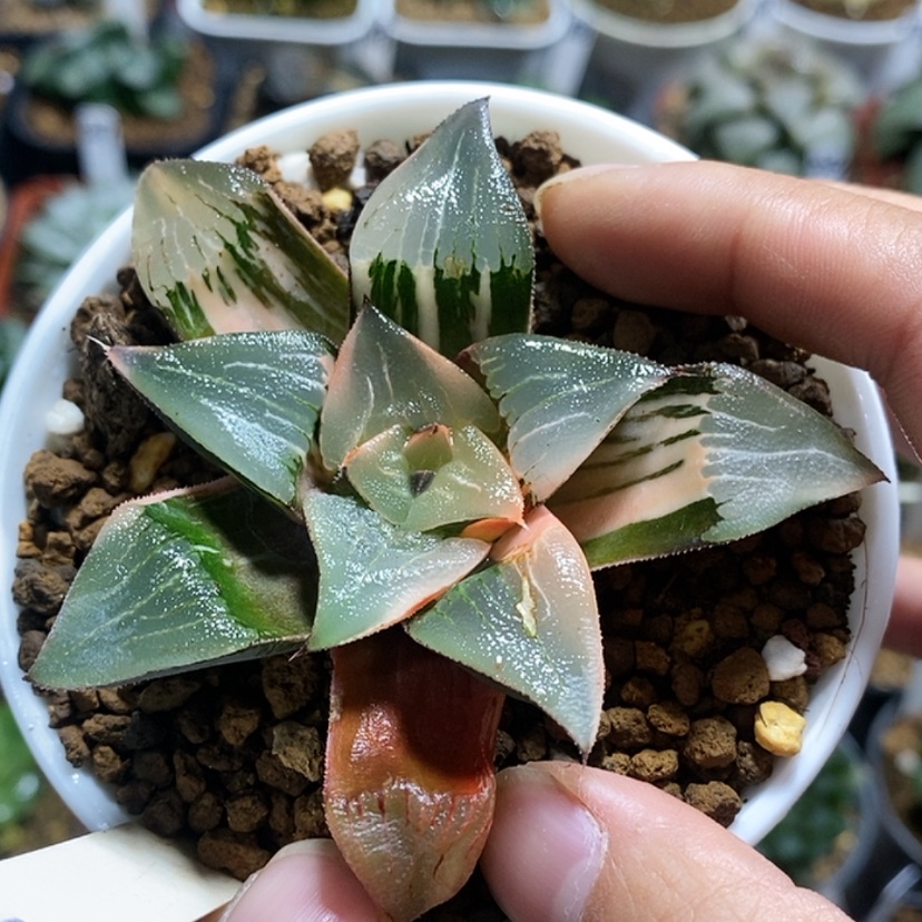 【闪购商品】11实生