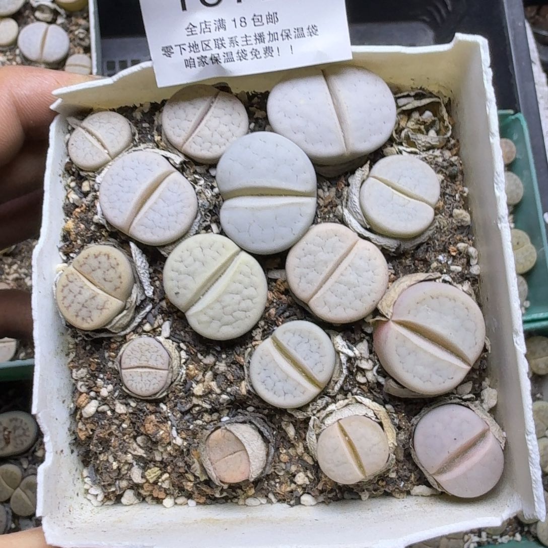 1872哈哈哈哈哈哈哈哈哈哈