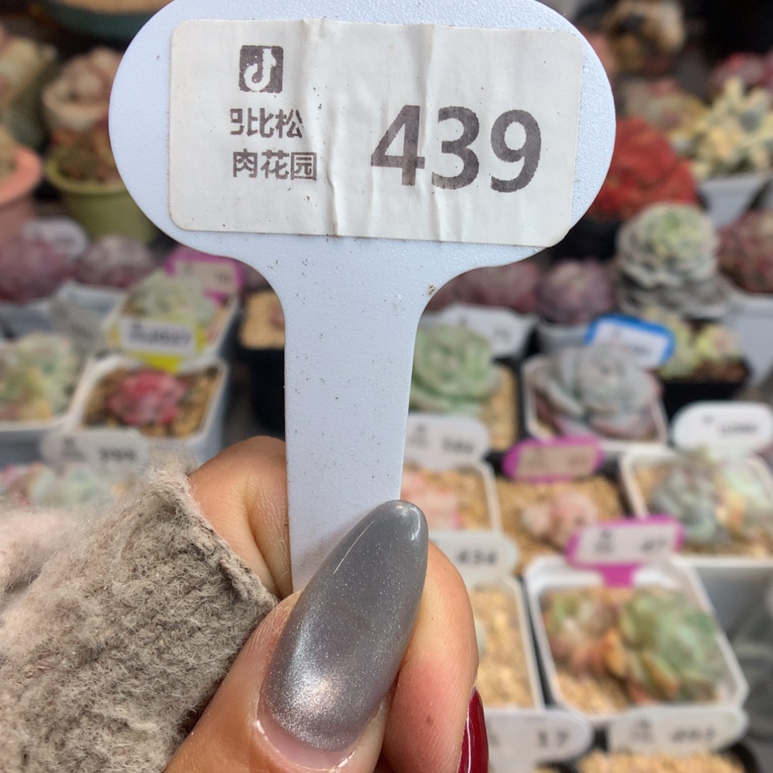 439冰玉石化新年好