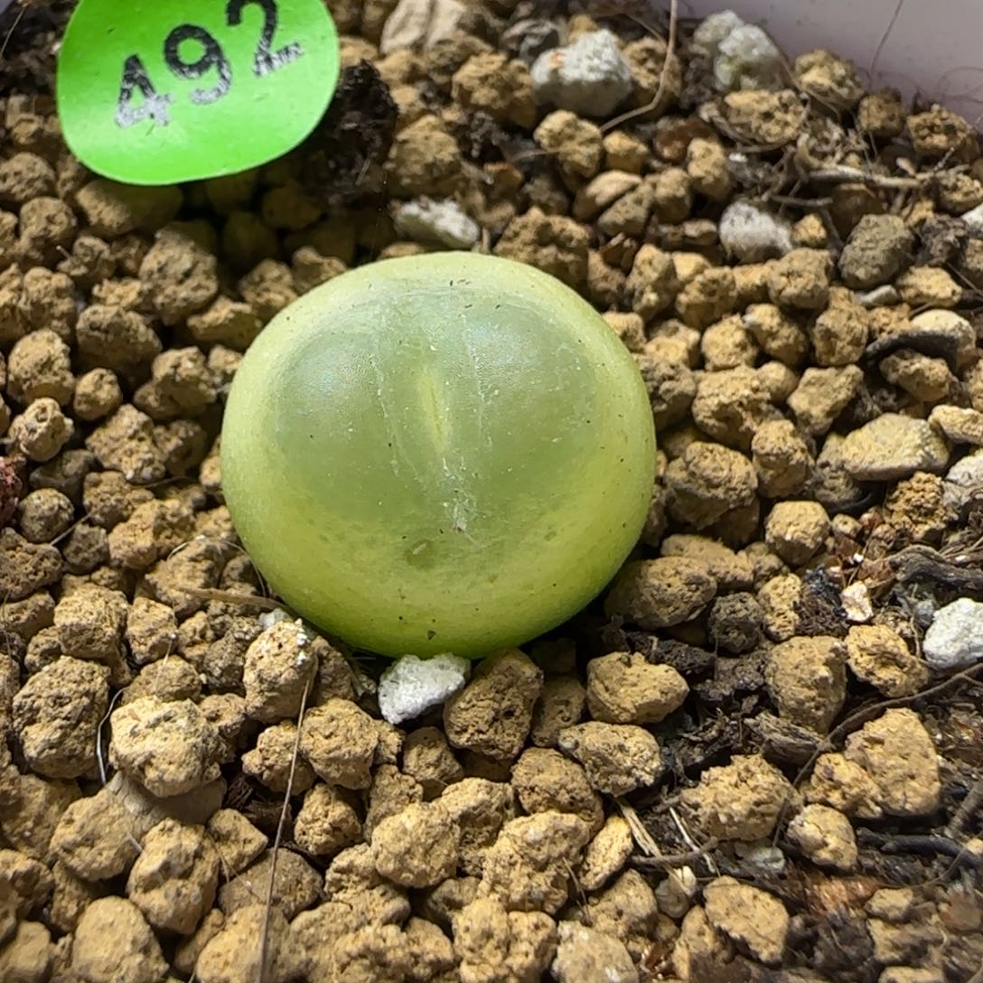 拉登1.3+多肉植物492