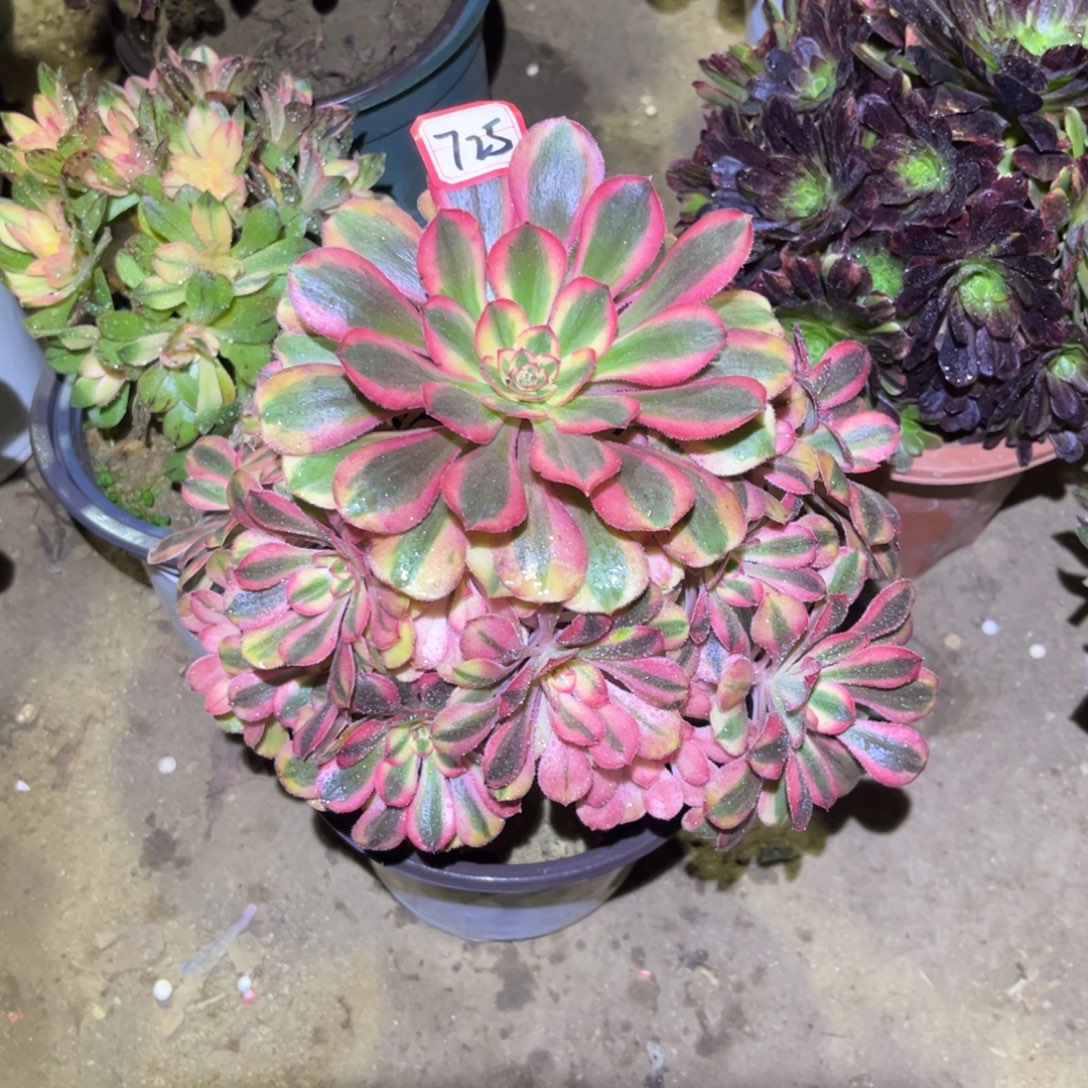 725多肉植物粉初恋