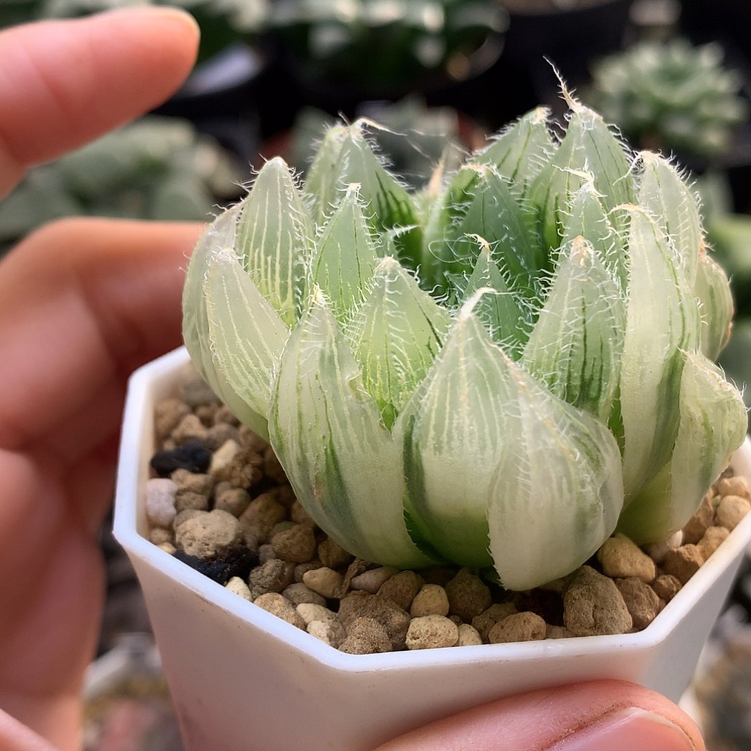 塞尼维亚毛玉露锦