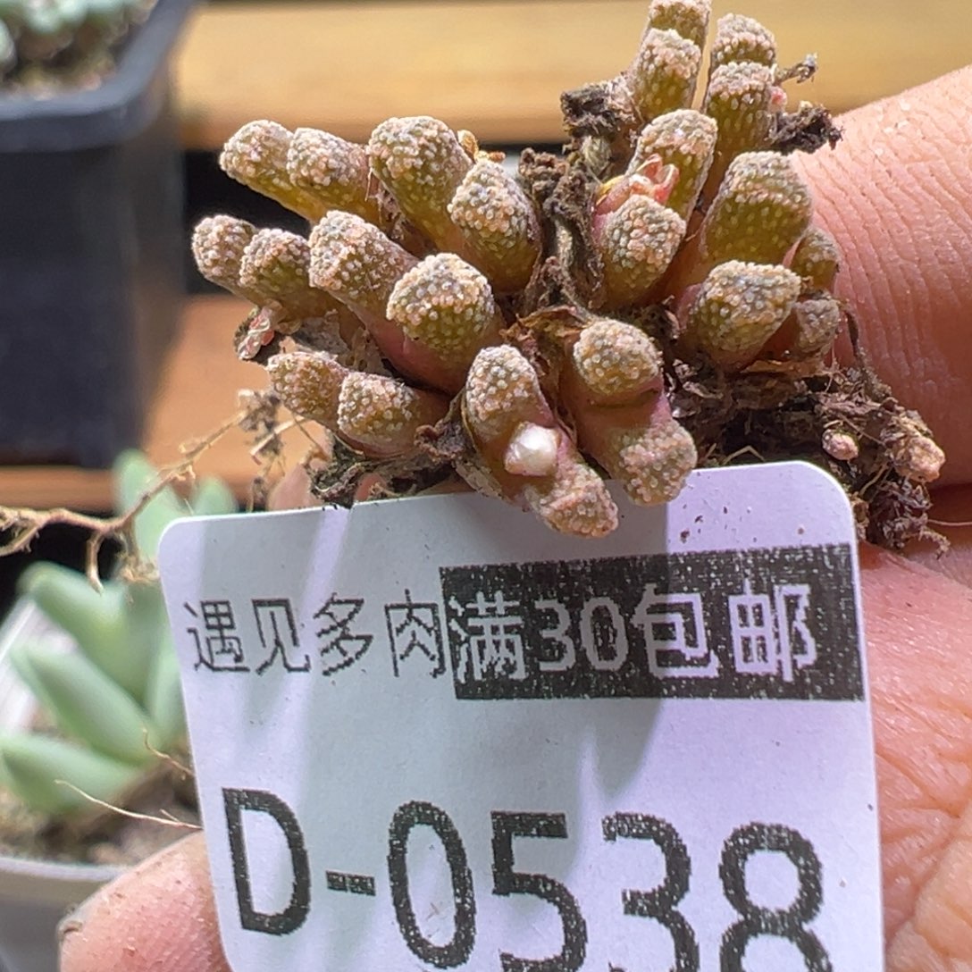 多肉植物1111111111