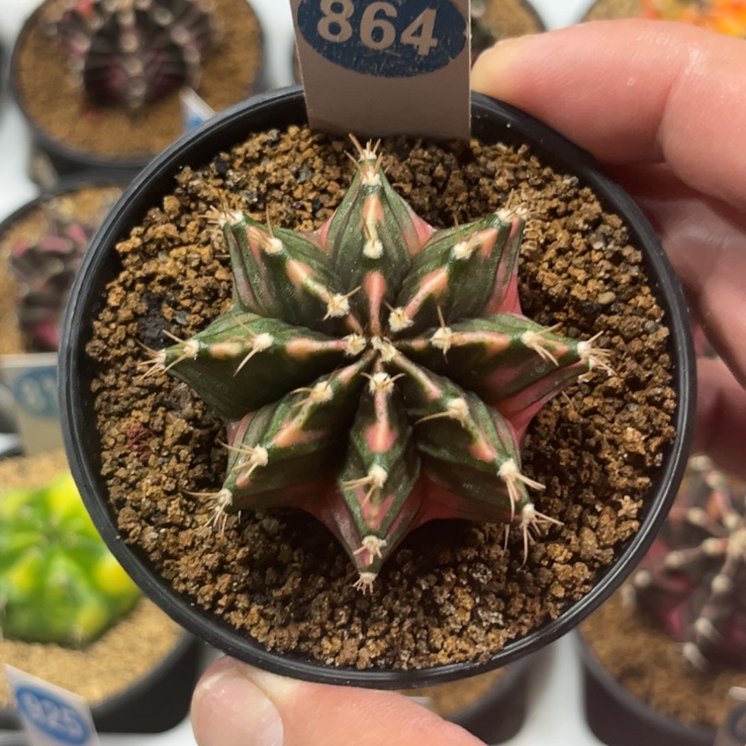 864实生米哈锦带盆带土