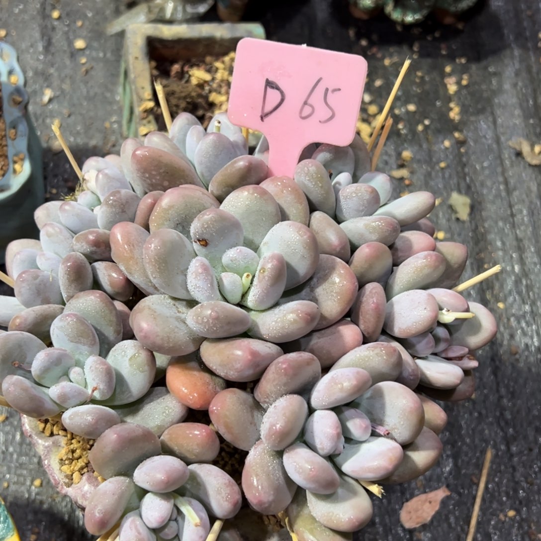 多肉植物一物一拍d65