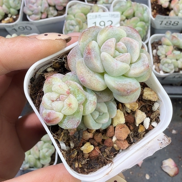 阿***露194 号到手1框一物一拍