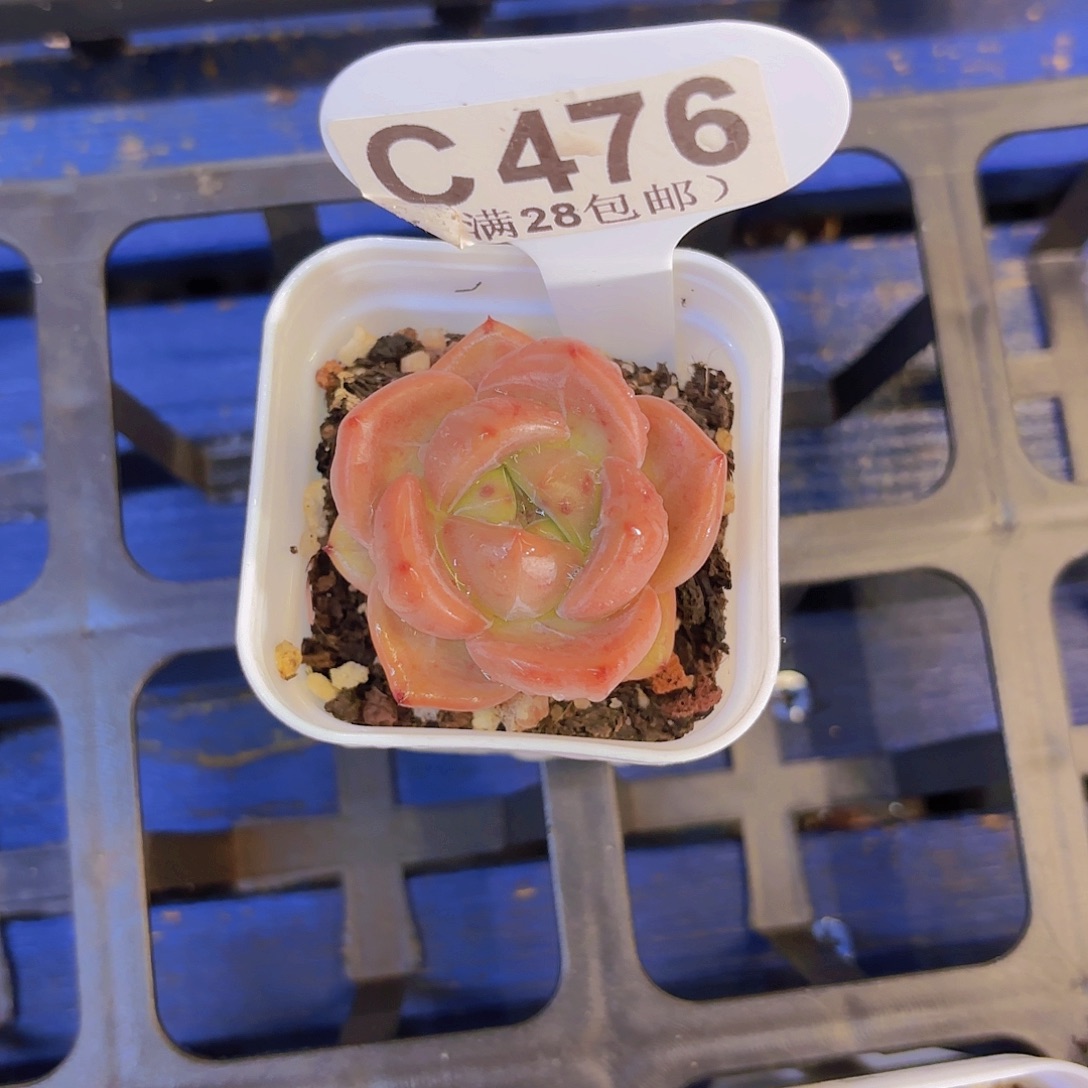 C476夜魔侠一物一拍