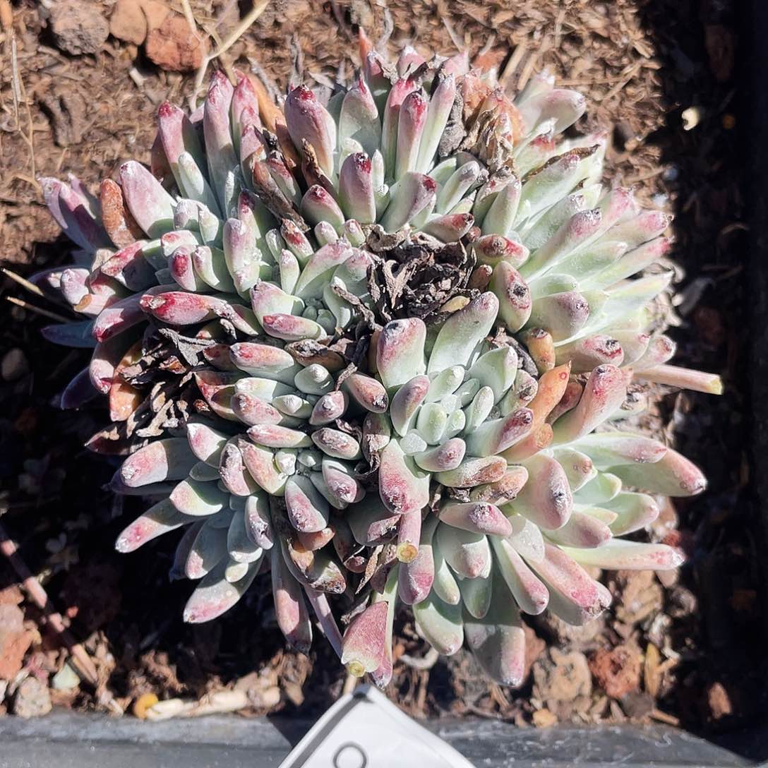 仙女杯多头老桩0156