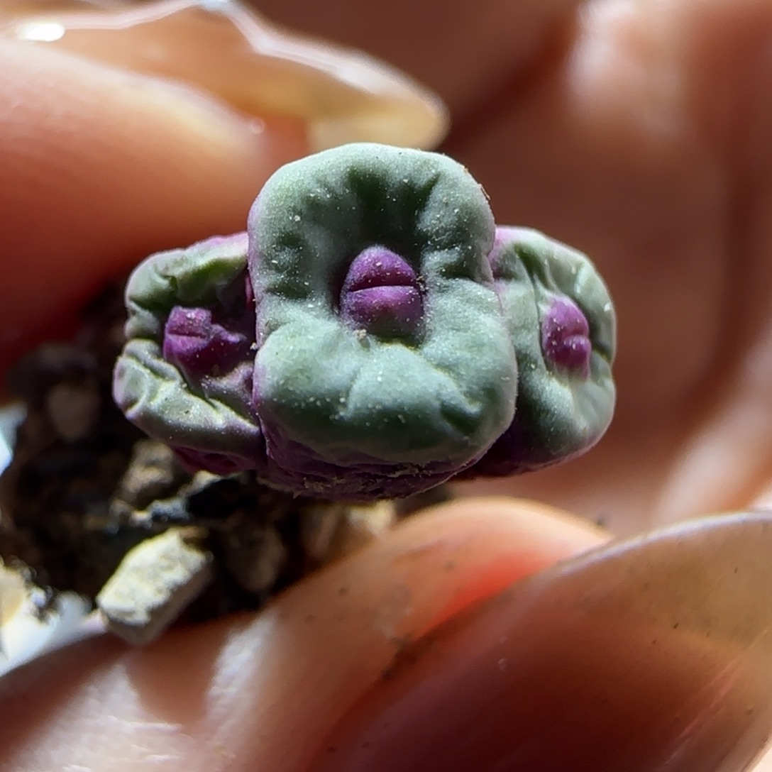 ****友1380b。    小红嘴。  1.3cm54