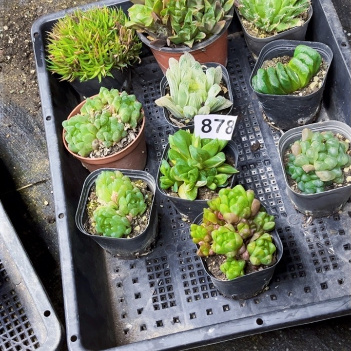 878雨露一物一图如图