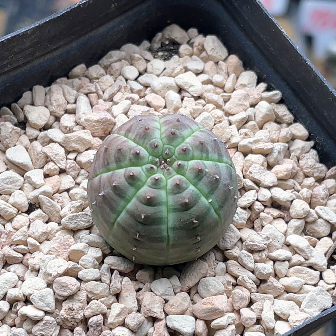 实生龟背欧系布纹球